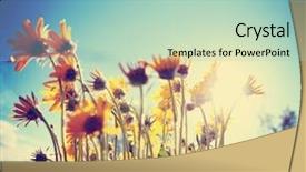  Presentation with vintage retro - Cool new slide set with yellow fever - bunch of pretty balsamroot flowers backdrop and a mint green colored foreground