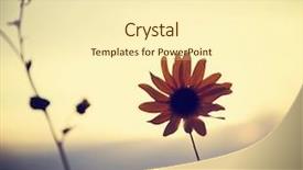  Presentation with lilac flowers bunch over wood - PPT theme featuring yellow fever - bunch of pretty balsamroot flowers background and a cream colored foreground