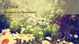  Presentation with lilac flowers bunch over wood - Presentation featuring yellow fever - bunch of pretty daisy background and a soft green colored foreground