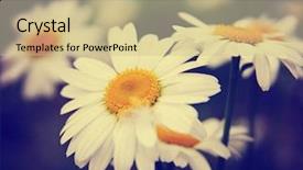  Presentation with lilac flowers bunch over wood - Audience pleasing presentation consisting of yellow fever - bunch of pretty daisy backdrop and a soft green colored foreground