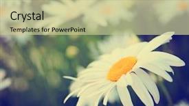  Presentation with lilac flowers bunch over wood - Beautiful PPT theme featuring yellow fever - bunch of pretty daisy backdrop and a soft green colored foreground