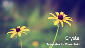  Presentation with summer flowers - Audience pleasing PPT theme consisting of yellow fever - bunch of pretty daisy backdrop and a gray colored foreground