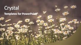  Presentation with daisy - Colorful presentation theme enhanced with yellow fever - bunch of pretty daisy backdrop and a dark gray colored foreground