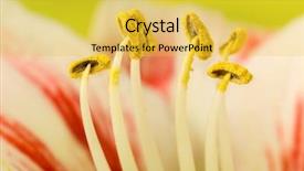  Presentation with pastel pink - Beautiful PPT theme featuring yellow fever - soft focus image of pastel backdrop and a yellow colored foreground