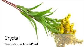  Presentation with fever - Amazing PPT layouts having yellow fever - solidago canadensis goldenrod flower isolated backdrop and a white colored foreground