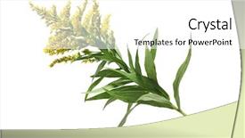  Presentation with flower - Slide deck enhanced with yellow fever - solidago canadensis goldenrod flower background and a white colored foreground