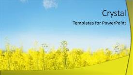  Presentation with rapeseed - Theme with yellow field rapeseed in bloom background and a light blue colored foreground