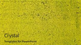  Presentation with drone - Colorful slide set enhanced with yellow field with flowering rape backdrop and a gold colored foreground