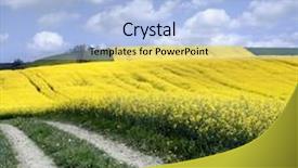 Presentation with rapeseed oil - PPT theme having yellow field with oil seed rapeseed in early spring background and a light blue colored foreground