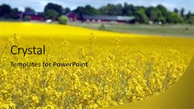  Presentation with oil field - Audience pleasing slide deck consisting of yellow field with oil seed backdrop and a gold colored foreground