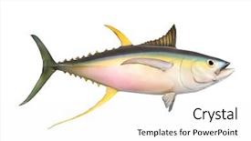  Presentation with cans canned tuna isolated - Beautiful PPT layouts featuring yellow fin tuna thunnus albacares backdrop and a white colored foreground