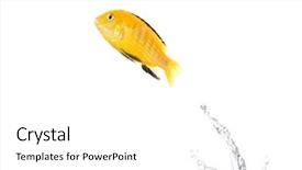  Presentation with electric yellow fish - PPT theme enhanced with yellow fish is jumping background and a white colored foreground