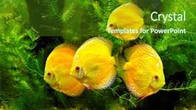  Presentation with tank - Theme with yellow fishes background and a forest green colored foreground