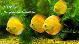  Presentation with tank - PPT layouts with yellow fishes background and a tawny brown colored foreground