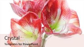  Presentation with pink flowers - Presentation design featuring yellow floral - bride pink flowers background and a coral colored foreground