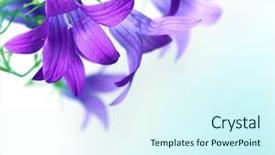  Presentation with flowers border - Amazing presentation theme having yellow floral border - bouquet of wild flowers backdrop and a cool aqua colored foreground