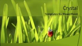  Presentation with pistachio texture nuts green fresh - PPT theme enhanced with yellow floral border - close-up photo of a ladybug background and a gold colored foreground