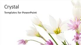 Presentation with bunch - PPT theme with yellow floral border - fragment of white lilies background and a white colored foreground