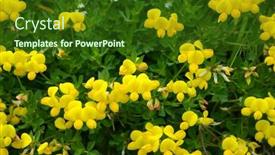  Presentation with lotus flower - Amazing presentation theme having yellow-flower-birdsfoot-trefoil-lotus backdrop and a forest green colored foreground