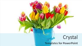 Presentation with football blue colors - Beautiful slides featuring yellow flower festival - bouquet colorful tulips in blue backdrop and a  colored foreground