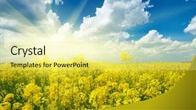  Presentation with bright yellow - Amazing slide deck having yellow flower field beautiful spring backdrop and a blonde colored foreground