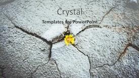  Presentation with climate - Presentation design featuring yellow flower growing in cracked land climate change global warming background and a light gray colored foreground