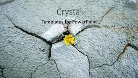  Presentation with climate - Cool new slide deck with yellow flower growing in cracked land climate change global warming backdrop and a light gray colored foreground