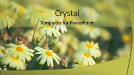  Presentation with iris flower yellow - Amazing presentation design having yellow flower in the garden backdrop and a yellow colored foreground