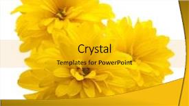  Presentation with yellow orange - Beautiful slide set featuring yellow flower isolated on white backdrop and a light gray colored foreground