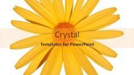  Presentation with clipping - Cool new presentation design with yellow-flower-isolated-with-clipping backdrop and a yellow colored foreground