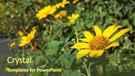  Presentation with sunflower - Slide deck consisting of yellow flower mexican sunflower background and a tawny brown colored foreground