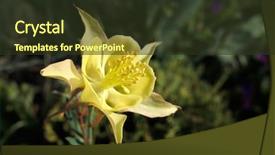  Presentation with iris flower yellow - Slide deck having yellow flower of columbine aquilegia background and a  colored foreground