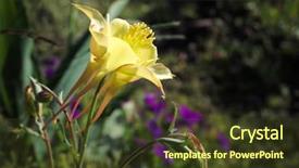 Presentation with iris flower yellow - Amazing slide deck having yellow flower of columbine aquilegia backdrop and a  colored foreground