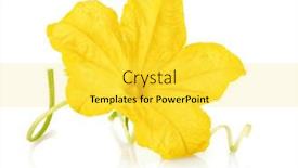  Presentation with food white - Presentation theme with yellow-flower-of-cucumber-plant and a yellow colored foreground