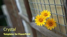  Presentation with flower - Slides enhanced with yellow-flower-of-garden-coreopsis background and a tawny brown colored foreground