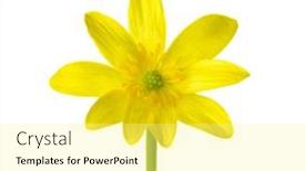  Presentation with flower - Beautiful slide set featuring yellow-flower-of-kingcup-caltha backdrop and a blonde colored foreground