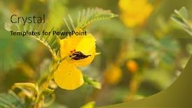  Presentation with meadow - Slide set featuring yellow-flower-of-partridge-pea background and a gold colored foreground