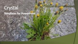  Presentation with iris flower yellow - Cool new PPT theme with yellow flower of plant dandelion backdrop and a gray colored foreground