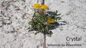  Presentation with iris flower yellow - Presentation design enhanced with yellow flower of plant dandelion background and a light gray colored foreground
