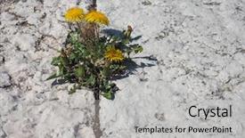  Presentation with iris flower yellow - Beautiful presentation design featuring yellow flower of plant dandelion backdrop and a light gray colored foreground