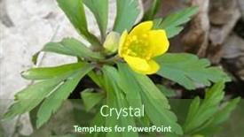  Presentation with wild flower - Presentation theme featuring yellow-flower-of-the-wild background and a tawny brown colored foreground