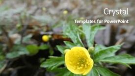  Presentation with wild flower - Slide deck featuring yellow-flower-of-the-wild background and a gray colored foreground