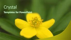  Presentation with wild flower - Slide set consisting of yellow-flower-of-the-wild background and a tawny brown colored foreground