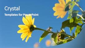  Presentation with iris flower yellow - Slide deck featuring yellow flower of tithonia mexican background and a teal colored foreground