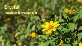  Presentation with iris flower yellow - Cool new theme with yellow flower of tithonia mexican backdrop and a tawny brown colored foreground