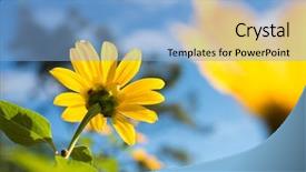  Presentation with iris flower yellow - Amazing slide deck having yellow flower of tithonia mexican backdrop and a light blue colored foreground
