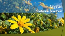  Presentation with iris flower yellow - Beautiful PPT layouts featuring yellow flower of tithonia mexican backdrop and a teal colored foreground