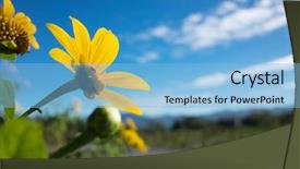  Presentation with iris flower yellow - Colorful presentation design enhanced with yellow flower of tithonia mexican backdrop and a light blue colored foreground