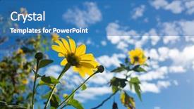  Presentation with iris flower yellow - PPT theme enhanced with yellow flower of tithonia mexican background and a teal colored foreground