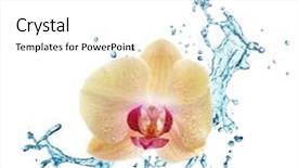  Presentation with orchids - Presentation design featuring yellow flower orchids and water background and a white colored foreground